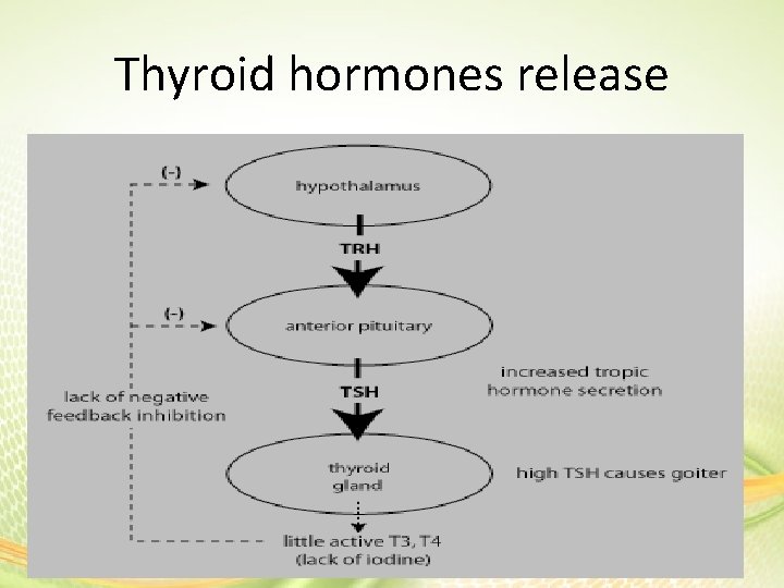 Thyroid hormones release 