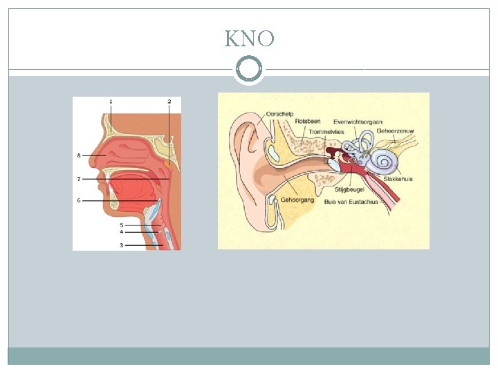 Kno Module KNO Benodigdheden klaarleggen voor inspecteren neus keelholte Benodigdheden