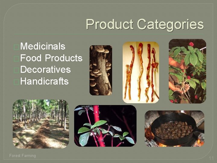 Product Categories �Medicinals �Food Products �Decoratives �Handicrafts Forest Farming 11 