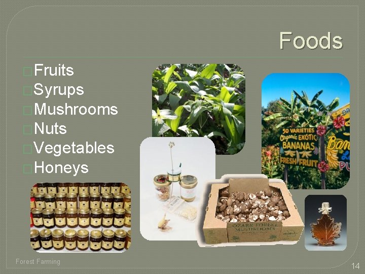 Foods �Fruits �Syrups �Mushrooms �Nuts �Vegetables �Honeys Forest Farming 14 