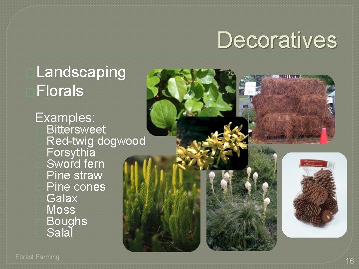 Decoratives �Landscaping �Florals Examples: � � � � � Bittersweet Red-twig dogwood Forsythia Sword