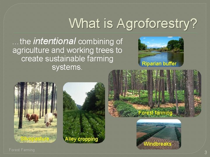 What is Agroforestry? …the intentional combining of agriculture and working trees to create sustainable