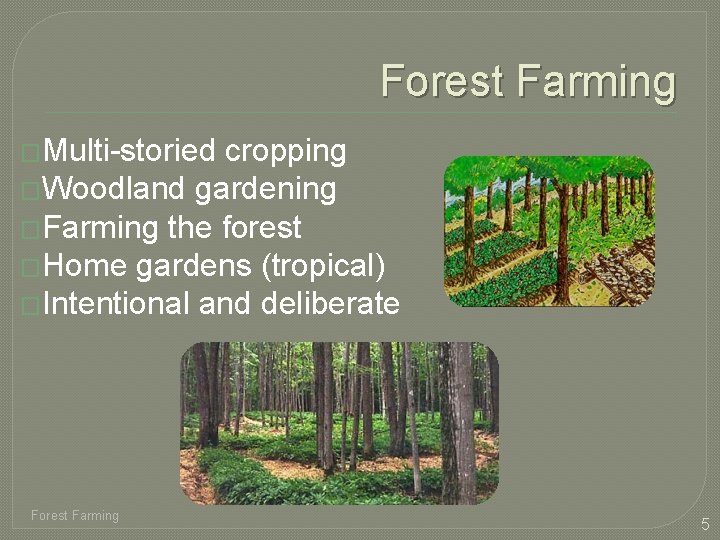 Forest Farming �Multi-storied cropping �Woodland gardening �Farming the forest �Home gardens (tropical) �Intentional and