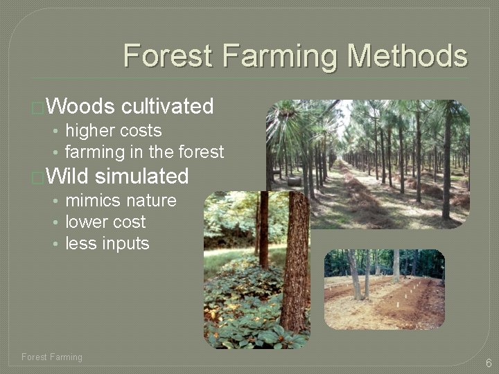 Forest Farming Methods �Woods cultivated • higher costs • farming in the forest �Wild