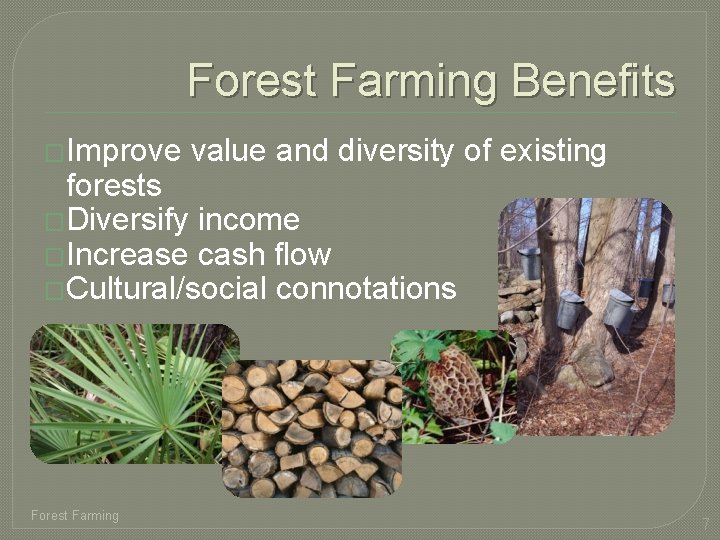 Forest Farming Benefits �Improve value and diversity of existing forests �Diversify income �Increase cash