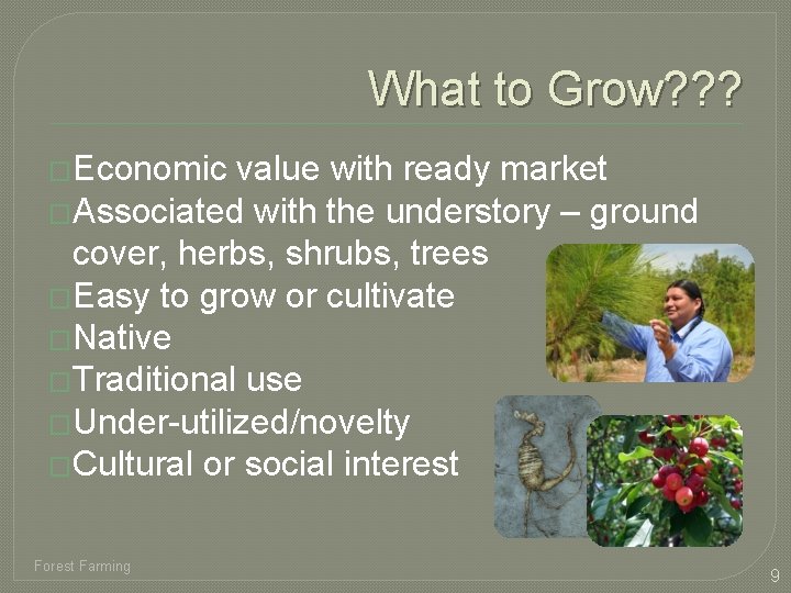 What to Grow? ? ? �Economic value with ready market �Associated with the understory