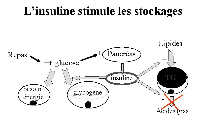 L’insuline stimule les stockages Lipides Repas + Pancréas ++ glucose + TG insuline besoin