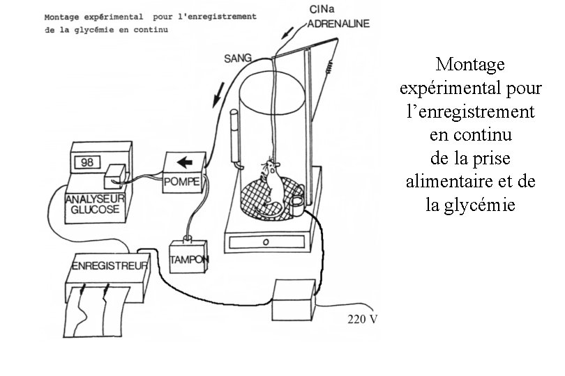 Montage expérimental pour l’enregistrement en continu de la prise alimentaire et de la glycémie