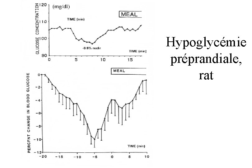 Hypoglycémie préprandiale, rat 