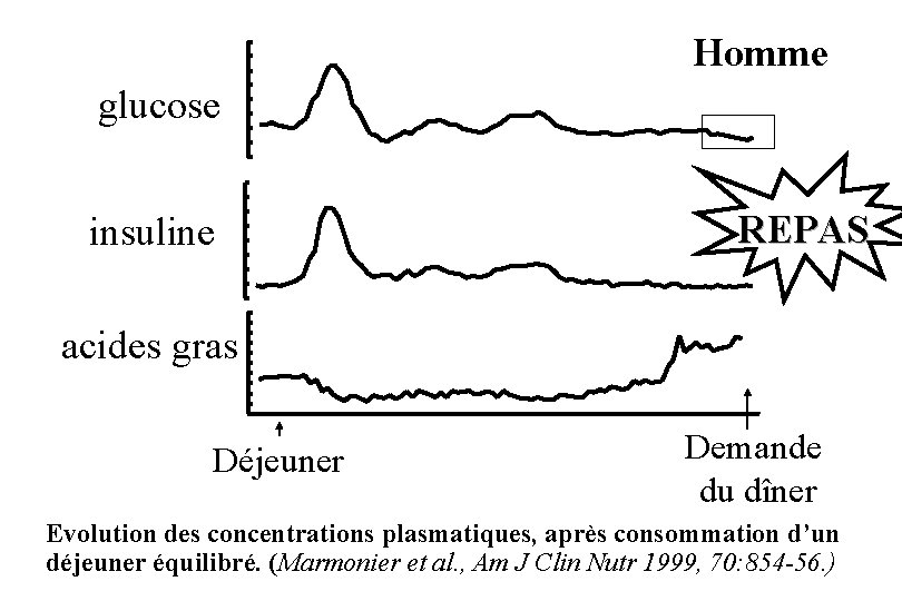 Homme glucose insuline REPAS acides gras Déjeuner Demande du dîner Evolution des concentrations plasmatiques,