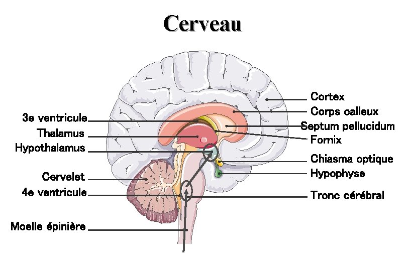 Cerveau 3 e ventricule Thalamus Hypothalamus Cervelet 4 e ventricule Moelle épinière Cortex Corps