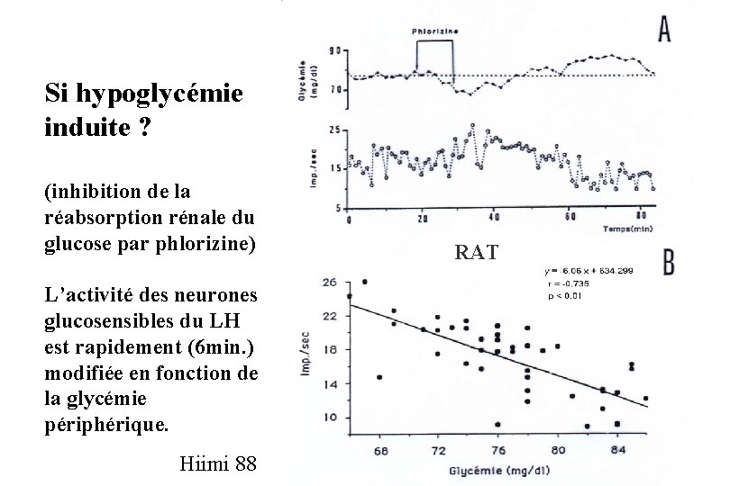 Si hypoglycémie induite ? (inhibition de la réabsorption rénale du glucose par phlorizine) L’activité