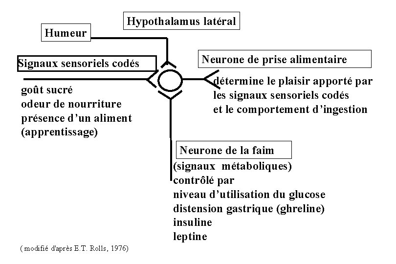 Humeur Hypothalamus latéral Signaux sensoriels codés goût sucré odeur de nourriture présence d’un aliment