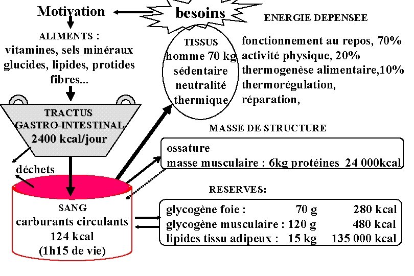 Motivation : vitamines, sels minéraux glucides, lipides, protides fibres. . . ALIMENTS TRACTUS GASTRO-INTESTINAL