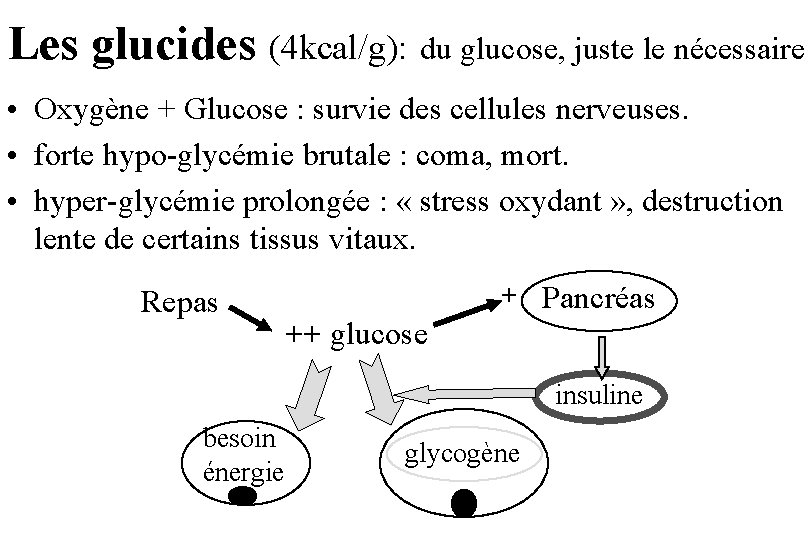 Les glucides (4 kcal/g): du glucose, juste le nécessaire • Oxygène + Glucose :