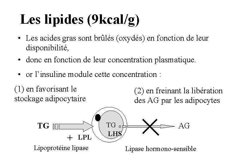 Les lipides (9 kcal/g) • Les acides gras sont brûlés (oxydés) en fonction de