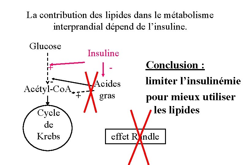 La contribution des lipides dans le métabolisme interprandial dépend de l’insuline. Glucose + Acétyl-Co.