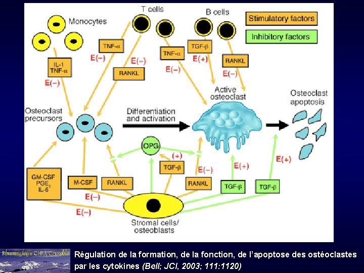 Régulation de la formation, de la fonction, de l’apoptose des ostéoclastes par les cytokines