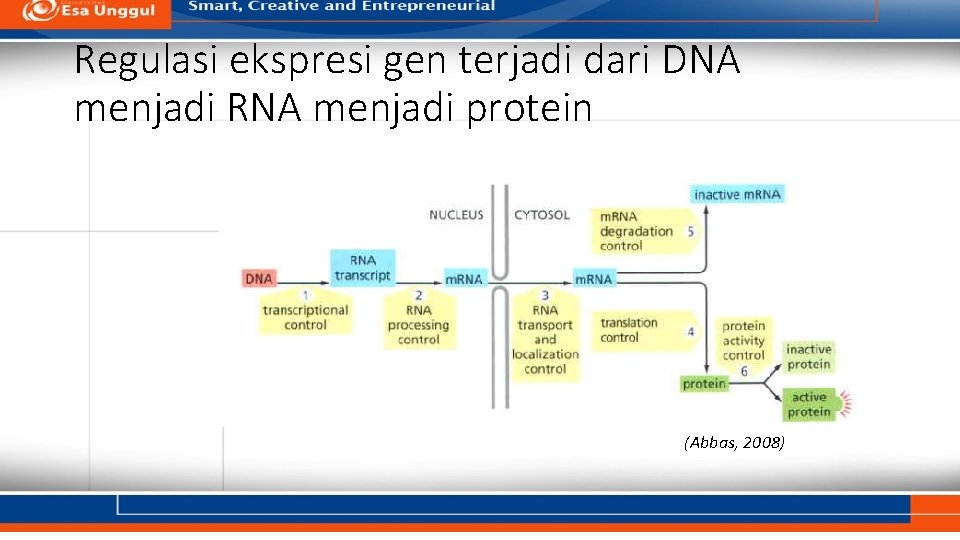 Regulasi Ekspresi Gen Pada Eukariot Dr Henny Saraswati