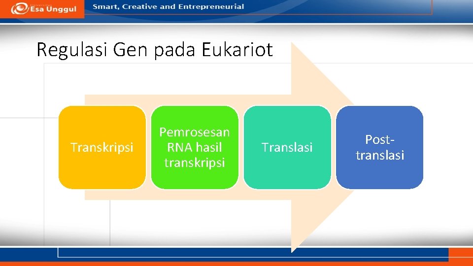 Regulasi Gen pada Eukariot Transkripsi Pemrosesan RNA hasil transkripsi Translasi Posttranslasi 