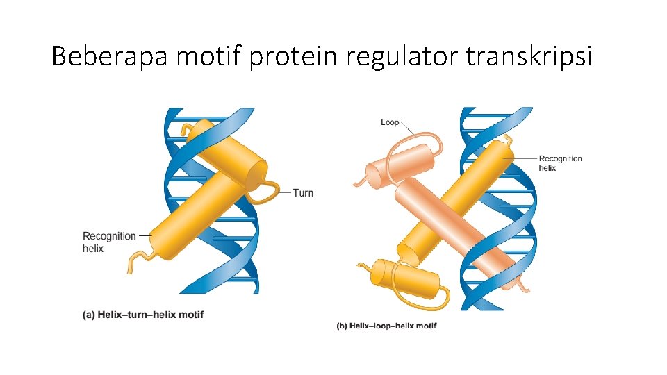 Beberapa motif protein regulator transkripsi 
