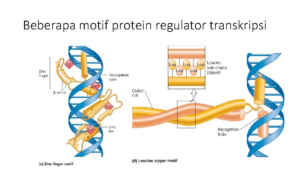 Beberapa motif protein regulator transkripsi 