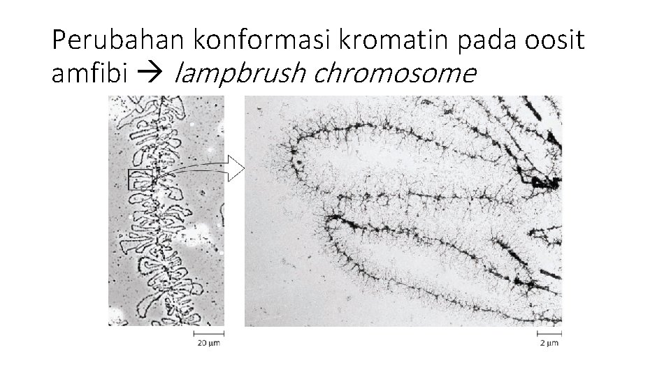 Perubahan konformasi kromatin pada oosit amfibi lampbrush chromosome 