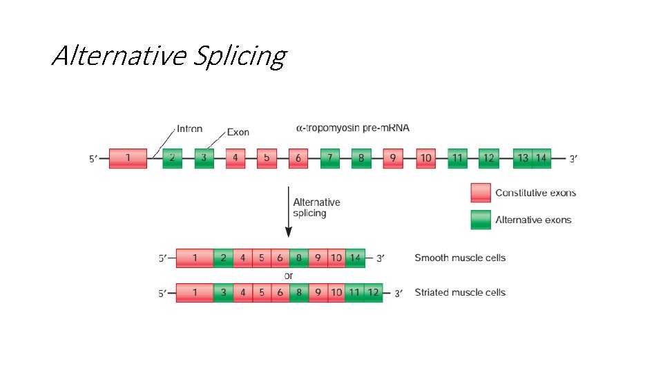 Alternative Splicing 