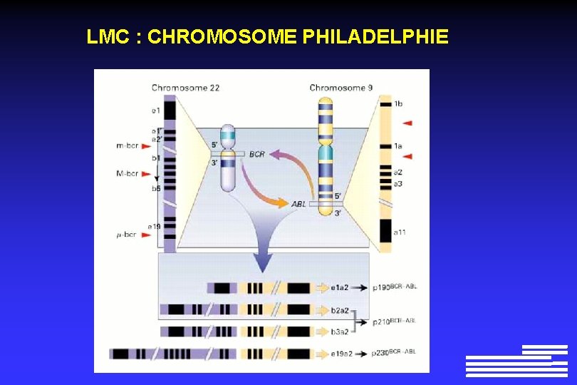 LMC : CHROMOSOME PHILADELPHIE LMC : CHROMOSOME PHILADELPHIE