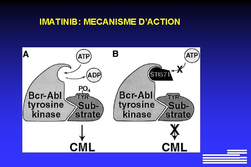 IMATINIB: MECANISME D’ACTION IMATINIB: MECANISME D’ACTION