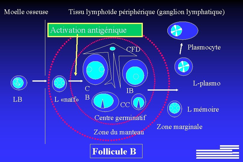 Moelle osseuse Tissu lymphoïde périphérique (ganglion lymphatique) Activation antigénique CFD LB C L «naïf» Moelle osseuse Tissu lymphoïde périphérique (ganglion lymphatique) Activation antigénique CFD LB C L «naïf»
