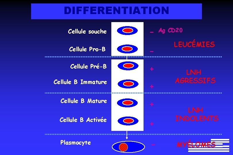 DIFFERENTIATION Cellule souche - Cellule Pro-B - Cellule Pré-B + Cellule B Immature + DIFFERENTIATION Cellule souche - Cellule Pro-B - Cellule Pré-B + Cellule B Immature +