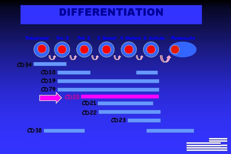 DIFFERENTIATION Précurseur CD 34 Pro-B Pré-B B Immat B Mature B Activée CD 10 DIFFERENTIATION Précurseur CD 34 Pro-B Pré-B B Immat B Mature B Activée CD 10