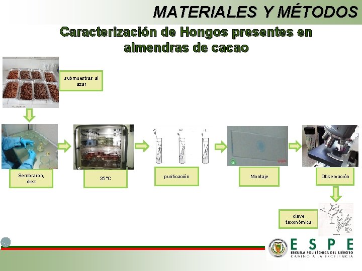 MATERIALES Y MÉTODOS Caracterización de Hongos presentes en almendras de cacao submuestras al azar