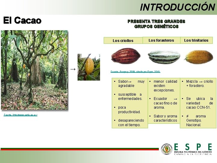 INTRODUCCIÓN El Cacao PRESENTA TRES GRANDES GRUPOS GENÉTICOS Los criollos → Los trinitarios Fuente.