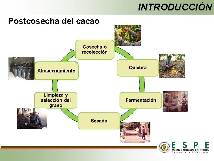 INTRODUCCIÓN Postcosecha del cacao Almacenamiento 