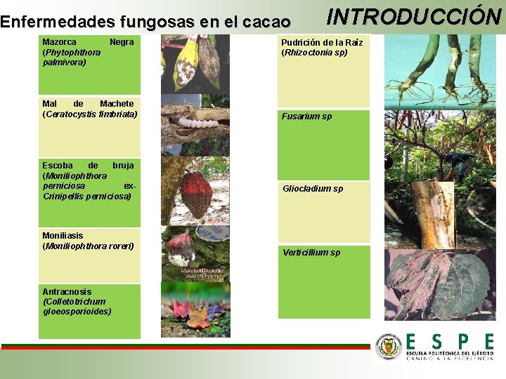 Enfermedades fungosas en el cacao Mazorca Negra (Phytophthora palmivora) Mal de Machete (Ceratocystis fimbriata)