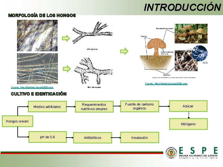 INTRODUCCIÓN MORFOLOGÍA DE LOS HONGOS Fuente. http: //biologia. laguia 2000. com CULTIVO E IDENTICACIÓN
