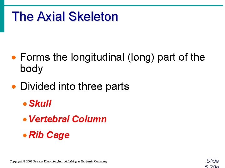 The Axial Skeleton · Forms the longitudinal (long) part of the body · Divided