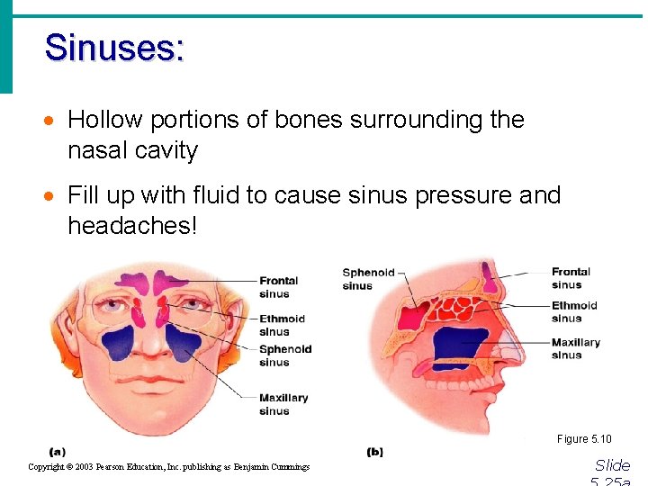 Sinuses: · Hollow portions of bones surrounding the nasal cavity · Fill up with