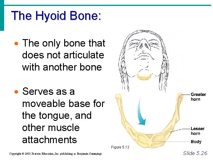 The Hyoid Bone: · The only bone that does not articulate with another bone