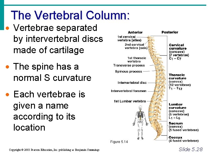 The Vertebral Column: · Vertebrae separated by intervertebral discs made of cartilage · The