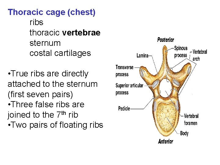 Thoracic cage (chest) ribs thoracic vertebrae sternum costal cartilages • True ribs are directly