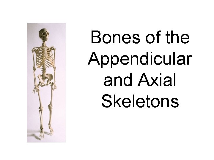 Bones of the Appendicular and Axial Skeletons 