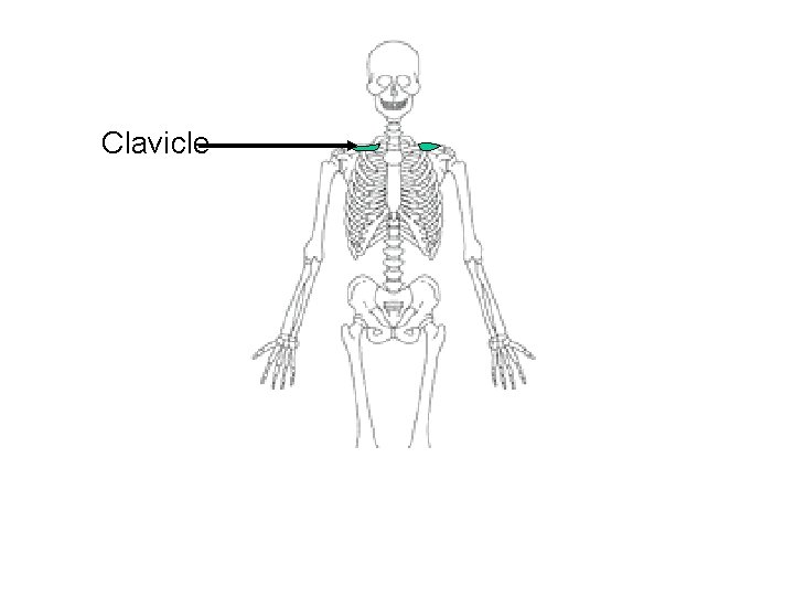 Clavicle 