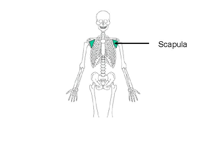 Scapula 