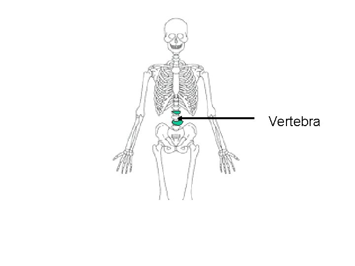 Vertebra 