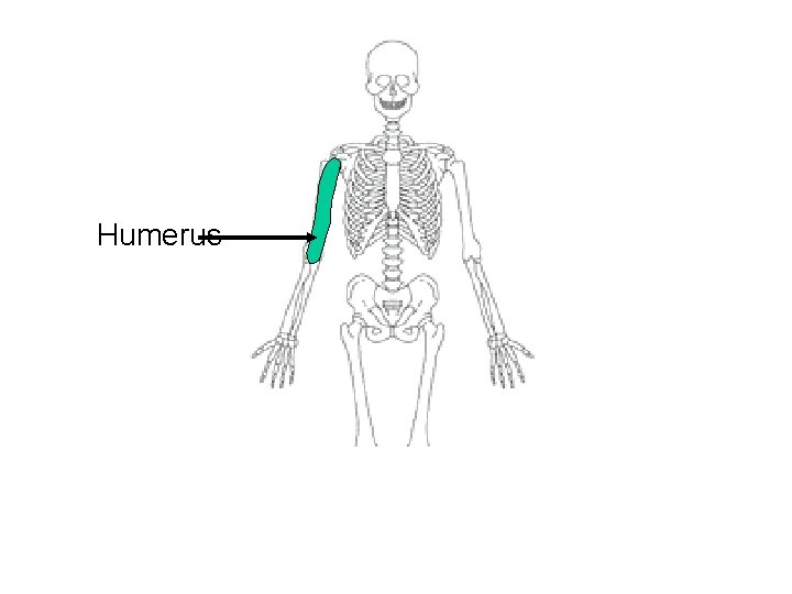 Humerus 