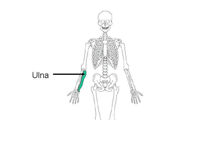 Ulna 