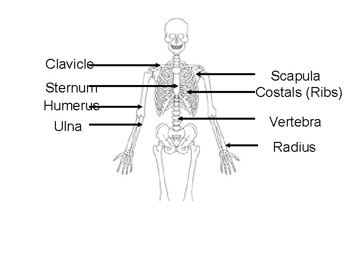 Clavicle Sternum Humerus Ulna Scapula Costals (Ribs) Vertebra Radius 